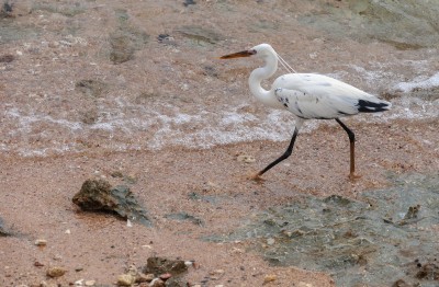 DSC_0036.jpg фш.jpg
