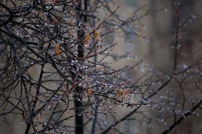 DSC_8185.jpg