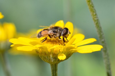 DSC_8284.jpg