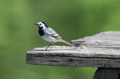 DSC_0109_DxO-1.jpg