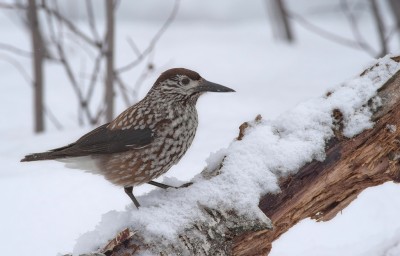 DSC_4126.jpg