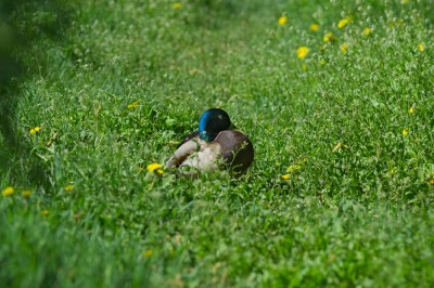 DSC_2197.jpg