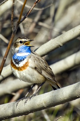 DSC_2170.jpg
