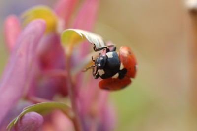 DSC_7174.JPG