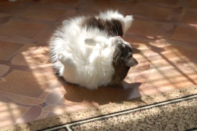 DSC_7381.JPG