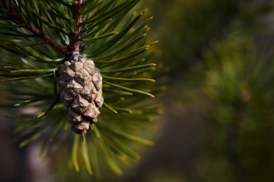 DSC_1256_C1.jpg