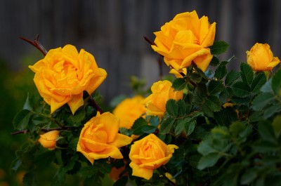 DSC_8300_m1.jpg