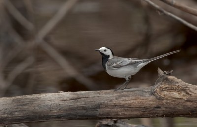 DSC_55191024.jpg