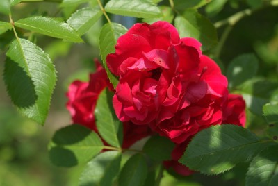 DSCF0870.jpg