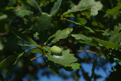 DSCF0231.jpg