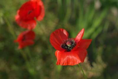 DSCF1362.jpg