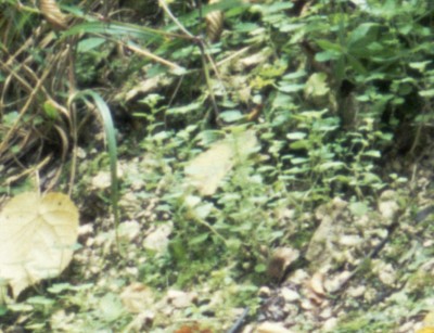 1174_LA10-071_crop100percen.jpg