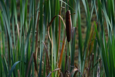 DSCF0354.jpg