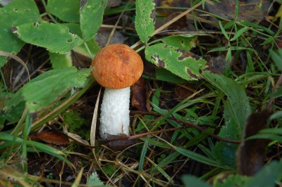 DSC_6176.jpg