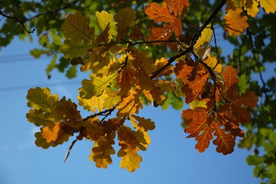 DSC_6255.jpg