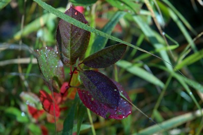 DSC_6311.jpg