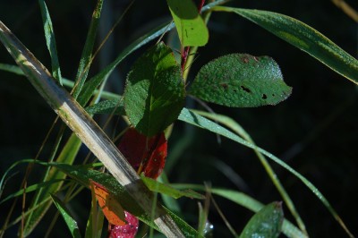 DSC_6318.jpg