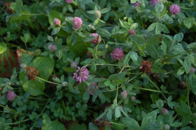DSC_6367.jpg