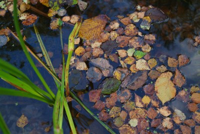 DSCF0457.jpg