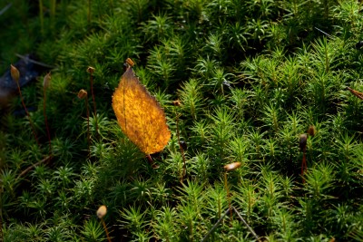 DSC_0198.jpg