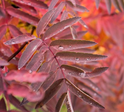 DSCF4154.jpg