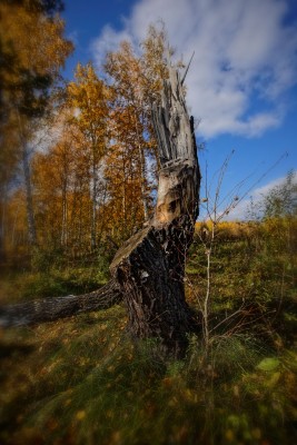 DSC_1010_DxOcrop.jpg