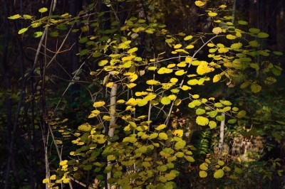DSC_1359-1000.jpg