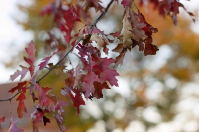 DSC_1424.jpg