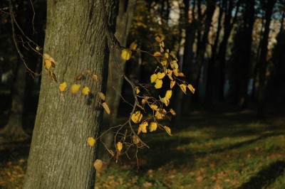 DSC_7011.JPG