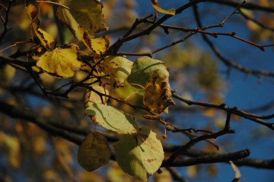 DSC_7014.JPG