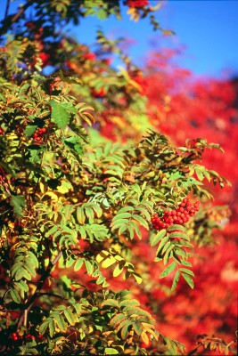 Velvia04.jpg