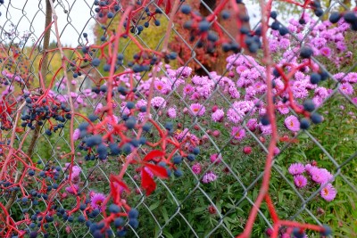 DSCF1544.JPG