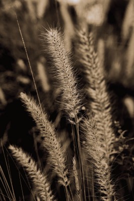 PIV_0363-Edit-Edit.jpg
