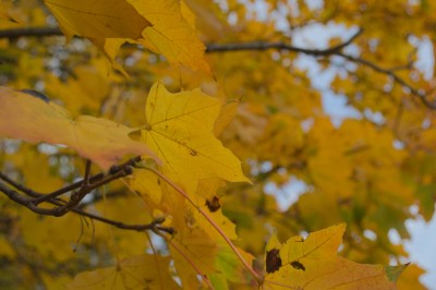 RT_autumn.jpg