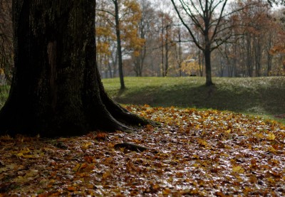 DSC_0804.jpg