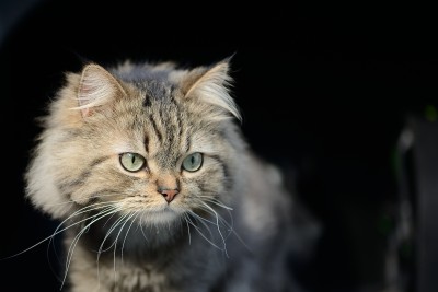 DSC_1552_1.jpg