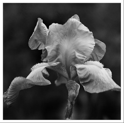 iris.jpg
