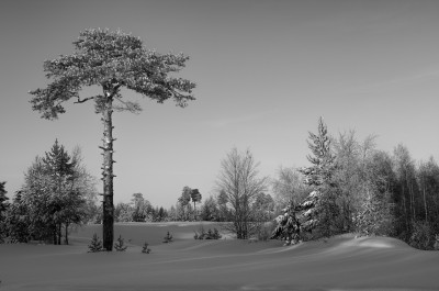 DSC_2910rpp.jpg