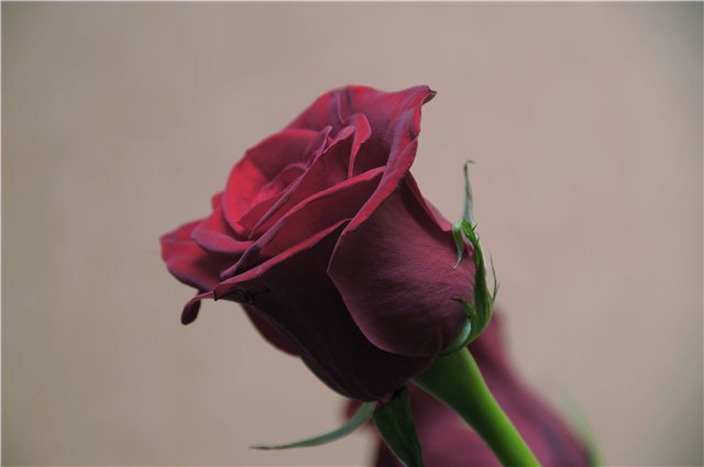rose.jpg