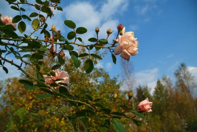 DSCF0512.jpg