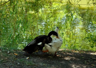 DSC_0541_1800.JPG