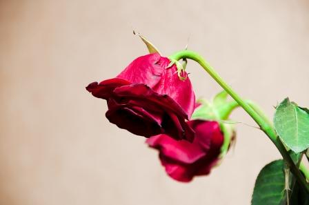 rose_13.jpg