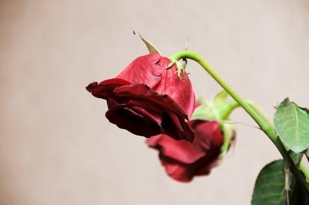 rose_21.jpg