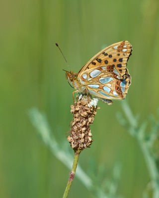 D7100_70-200VRII_TC20EIII_310mm.jpg