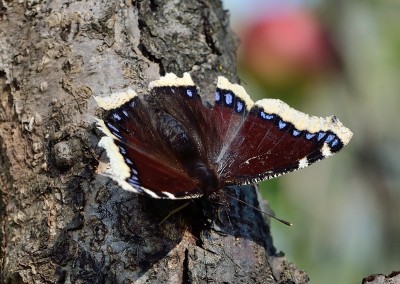 DSC_4108_1.jpg