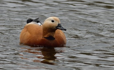 DSC_6284.jpg