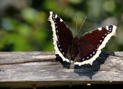 DSC_4295_1.jpg