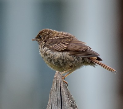 DSC_0156_1.jpg