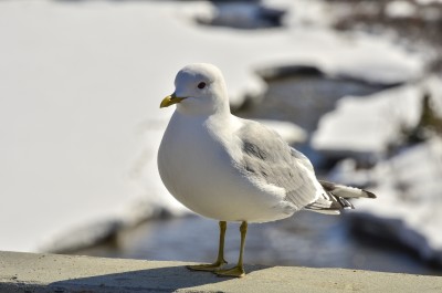 Bird 1.jpg