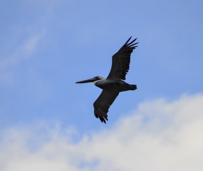 Bird 3.jpg